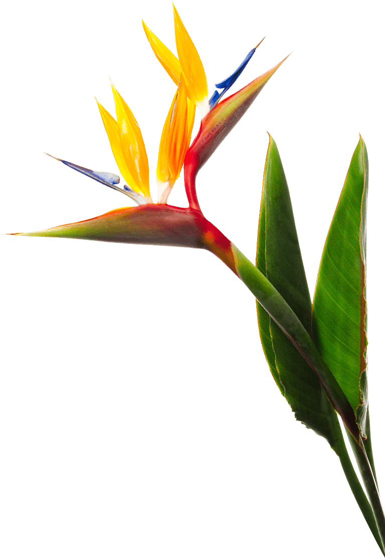 Birds of Paradise Flower