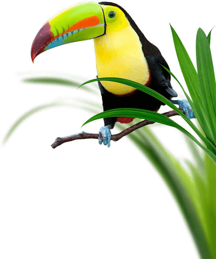 Toucan Perching Surrounded by Grass
