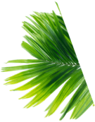 Green Leaf Green Leaf