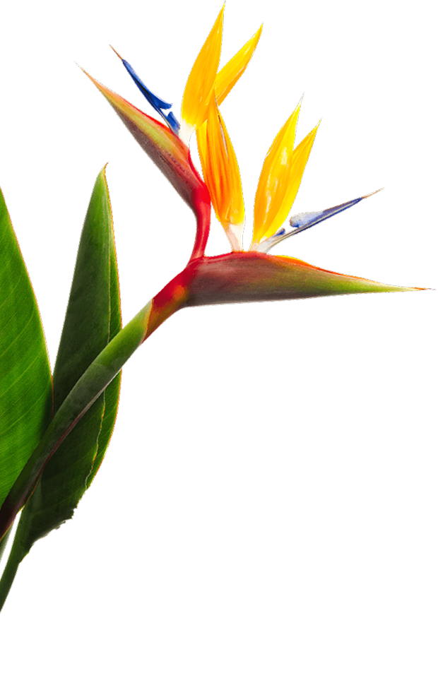Web Design Brisbane